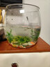 魚(yú)缸組合多選套餐家用透明耐摔客廳辦公室桌面觀(guān)賞魚(yú)生態(tài)造景魚(yú)缸 大號圓形透明魚(yú)缸【套餐1】 曬單實(shí)拍圖