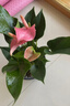 花翁水培紅掌白掌盆栽花卉植物源頭直發(fā) 特級粉掌4-6朵花 原土盆 曬單實(shí)拍圖