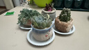 多肉小盆栽仙人球綠植帶盆辦公室桌面室內植物名貴仙人掌幼兒園禮 姬星美人+D110盆（送鋪面石+肥料+土） 曬單實(shí)拍圖
