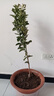 CHUANGSHIJI沙糖桔樹(shù)苗南方北方種植橘子樹(shù)苗柑桔果樹(shù)果苗嫁接砂糖地栽盆栽 4年精選苗 (當年結果 死苗包補) 81cm(含)-110cm(含) 曬單實(shí)拍圖