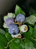 藍莓苗藍莓樹(shù)果苗北方南方種植薄霧兔眼特大陽(yáng)臺盆栽帶果 【兔眼】【5年苗當年結果】 曬單實(shí)拍圖