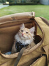 貝初眾貓包外出便攜包雙肩貓背包狗狗航空箱車(chē)載手提貓箱貓書(shū)包寵物背包 卡其色-雙肩/手提包 大容量可拓展雙肩包 多場(chǎng)景使用|方便出行 曬單實(shí)拍圖