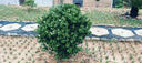 茤藝稞冬青球樹(shù)苗地栽耐寒植物大葉黃楊球型庭院別墅圍墻籬笆樹(shù)綠化苗木 冬青 精品冬青原土球【30-40冠幅】高40厘米 曬單實(shí)拍圖