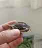 黃緣龜幼龜安徽苗安緣龜臺緣龜寵物小烏龜活體海南金錢(qián)大陸地緣龜 定金-視頻挑選 曬單實(shí)拍圖
