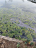 聚水金青苔凈蝦蟹魚(yú)池青苔去除劑青苔分解酶一掃光水產(chǎn)殺青苔藥一次消 曬單實(shí)拍圖