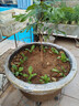 古達特大花盆大口徑加厚塑料樹(shù)脂花盆戶(hù)外種果樹(shù)盆景鐵樹(shù)荷花睡蓮盆 【80號】外徑83cm高48cm 底部有孔種植盆 曬單實(shí)拍圖