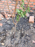 蜂糖李子樹(shù)苗嫁接特大晚熟脫骨青脆李子果樹(shù)苗南北方種三華李樹(shù)苗 蜂糖李脆甜（5年苗當年結果）帶分叉發(fā)貨 81cm(含)-110cm(含) 曬單實(shí)拍圖