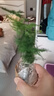 文竹盆栽植物辦公室內綠植花卉客廳凈化空氣四季常青大棵文竹盆景 15-20厘米小文竹(帶土球發(fā)貨) 曬單實(shí)拍圖