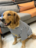 優(yōu)觀(guān)狗狗衣服薄款拉布拉多金毛防掉毛可愛(ài)中型犬大型犬狗寵物衣服 條紋 S(建議30-40斤) 曬單實(shí)拍圖