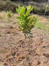 正宗沙田柚苗嫁接柚子果苗容縣沙田柚子樹(shù)苗蜜柚子果樹(shù)苗當年結果 4年苗【當年結果】 曬單實(shí)拍圖
