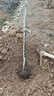 爾瀾1.5cm嫁接秋月梨樹(shù)苗果樹(shù)苗水果苗木梨苗耐寒耐熱源頭直發(fā) 曬單實(shí)拍圖