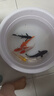 錦鯉魚(yú)活體觀(guān)賞魚(yú)活魚(yú)小型易養冷水淡水魚(yú)小魚(yú)苗錦鯉金魚(yú)好看錦鯉 13-15cm 六彩錦鯉套餐6條 曬單實(shí)拍圖
