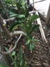 柚子樹(shù)苗紅心紅肉蜜柚嫁接三紅蜜柚果樹(shù)果苗南方北方種植當年結果 紅心蜜柚5年苗現挖帶土帶葉發(fā)貨（當年結果） 81cm(含)-110cm(含) 曬單實(shí)拍圖