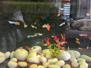 獨寵你森森同款超白魚(yú)缸小型免換水生態(tài)魚(yú)缸一體缸自循環(huán)自動(dòng)喂食LE480B 曬單實(shí)拍圖