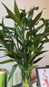 花翁富貴竹水培綠植物室內花卉盆栽75-85cm10棵（含斜紋瓶）源頭直發(fā) 曬單實(shí)拍圖