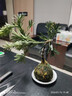 苔蘚球羅漢松造型老樁水培植物室內辦公室茶室客廳桌面綠植小盆景 造型羅漢松（不含盆）+吊卡 含盆 曬單實(shí)拍圖