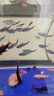 純種巴西寶蓮燈活體熱帶魚(yú)觀(guān)賞魚(yú)群游燈科魚(yú)小型魚(yú)苗寵物淡水魚(yú) 寶蓮燈1.8-2.3cm 10條送1條備損 曬單實(shí)拍圖