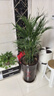 泰西絲袖珍椰子植物盆栽散尾葵大型綠植袖珍椰子1-1.2m【原盆】源頭直發(fā) 曬單實(shí)拍圖