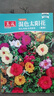 【虧本沖量】重瓣太陽(yáng)花種子易活室外庭院花園網(wǎng)紅花籽四季開(kāi)花 太陽(yáng)花種子/包約1萬(wàn)粒 一包 曬單實(shí)拍圖