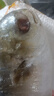 新鮮海捕金鯧魚(yú) 國產(chǎn)活凍 鯧魚(yú)平魚(yú)冷凍扁魚(yú) 深海魚(yú)海鮮水產(chǎn) 魚(yú)類(lèi) 特大金鯧魚(yú)5條（400-500g/條） 曬單實(shí)拍圖