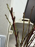 花翁水培鮮枝鮮花干枝花卉植物盆栽 紅梅鮮枝【70-80cm20枝】源頭直發(fā) 曬單實(shí)拍圖