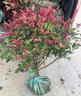 翩然紅葉石楠球樹(shù)苗庭院別墅地栽紅羅賓小苗籬笆墻綠化苗四季常青耐寒 紅葉石楠（60cm冠幅）高60厘米左右 四季不落葉 曬單實(shí)拍圖