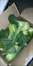 山東當季農家自種大棚油白菜上海青四季青現摘新鮮清脆有機蔬菜 小油菜2斤 【泡沫箱保溫袋】發(fā)貨 曬單實(shí)拍圖