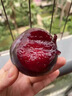 【澳洲進(jìn)口】恐龍蛋胭脂女王李當季新鮮水果血絲李紅肉紅心李子 1斤 精選特級果 曬單實(shí)拍圖