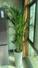 散尾葵大型盆栽富貴椰子植物鳳尾竹綠植盆栽網(wǎng)紅植落地物客廳室內 精品富貴椰子+原盆原土【容易破損】+肥料 高度1.4-1.6米【10苗起】 曬單實(shí)拍圖
