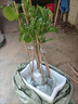 廣東正宗耀堂仙桃苗大果蛋黃果樹(shù)苗雞蛋果苗常綠帶土帶葉盆栽地栽 嫁接耀堂仙桃50-60cm高度 30cm(含)-40cm(不含) 曬單實(shí)拍圖
