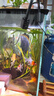 小米家魚(yú)缸燈適用 全光譜魚(yú)缸燈 南美燈迷你魚(yú)缸燈水草照明燈 6W三色夾子款50缸 曬單實(shí)拍圖
