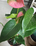 花翁水培紅掌白掌盆栽花卉植物源頭直發(fā) 特級粉掌4-6朵花 原土盆 曬單實(shí)拍圖
