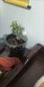 米聆景德鎮陶瓷魚(yú)缸家用流水噴泉小金魚(yú)缸大號養魚(yú)盆擺件客廳加濕造景 綠荷+流水器+送6 小號缸直徑24厘米高13厘米 曬單實(shí)拍圖