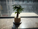 花翁招財好運盆景綠植盆栽A級大盆三桿發(fā)財樹(shù)（極簡(jiǎn)豎紋盆）源頭直發(fā) 曬單實(shí)拍圖