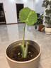 巨型象耳芋5米高大葉植物盆栽地栽庭院室內室外巨型觀(guān)葉綠植 5-8cm根直徑能長(cháng)1.2米左右 曬單實(shí)拍圖
