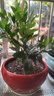 開(kāi)心豆盆栽冬珊瑚櫻四季果室內陽(yáng)臺栽吉慶果開(kāi)花觀(guān)果四季花卉植物 中盆壯苗 帶果發(fā)貨](méi)[不含盆【原土養殖盆發(fā)貨】 曬單實(shí)拍圖