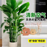 臨雅特級天堂鳥(niǎo)盆栽大型辦公室內客廳書(shū)房新房高級感大葉綠植物吸甲醛 【旗艦款】天堂鳥(niǎo)1.4-1.6米+自動(dòng)吸水盆 曬單實(shí)拍圖
