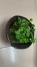 銅錢(qián)草水培植物和魚(yú)共養魚(yú)缸專(zhuān)用造景活水草凈化水質(zhì)的綠植金錢(qián)草 帶葉銅錢(qián)草約300根(不含盆)送營(yíng)養液 曬單實(shí)拍圖