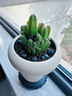 雅花匠仙人掌金手指多肉盆栽綠植室內客廳辦公室桌面好養花卉綠植 金手指【錐形+貼紙玻璃】 曬單實(shí)拍圖