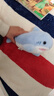 超可愛(ài)海洋動(dòng)物掌中寶鯊魚(yú)海豹鯨魚(yú)桌搭擺件裝飾品送閨蜜同事禮物 鯊魚(yú) 22厘米【做工精致質(zhì)感超絕】 曬單實(shí)拍圖