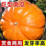 【虧本沖量】巨型南瓜種子老品種南瓜特大正品太空南瓜蔬菜種易種 巨型大南瓜種子 三包約15粒 曬單實(shí)拍圖