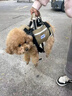 HiDREAM狗狗橫背包寵物護脊雙肩戶(hù)外遛狗可拆卸手提便攜小中大型犬外出包 陶土棕 XL【推薦體重11-15kg】 曬單實(shí)拍圖