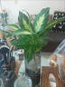 瑪麗安粉黛萬(wàn)年青盆栽桌面好養水培花卉辦公室綠植發(fā)財黃金銀皇后 1顆瑪麗安15-30厘米左右 曬單實(shí)拍圖