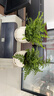 吉姆蕨盆栽蕨類(lèi)植物懶人室內客廳盆栽辦公室綠植好養四季耐陰常綠 吉姆蕨30-40厘米+白蓮陶瓷盆 曬單實(shí)拍圖