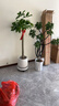 靜黛軒發(fā)財樹(shù)盆栽大型綠植辦公室喬遷開(kāi)業(yè) 獨桿1.4-1.6m聚財盆源頭直發(fā) 曬單實(shí)拍圖