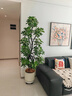 瑯闕1.6-1.8m造型鴨腳木大型盆栽綠植客廳室內好養 圓球盆源頭直發(fā) 曬單實(shí)拍圖