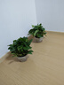行湘綠蘿盆栽水培綠植新房除甲醛植物 180#原盆12盆+吸水盆 源頭直發(fā) 曬單實(shí)拍圖