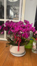 鮮花情大花蝴蝶蘭盆栽帶花盆【專(zhuān)人送花】喬遷禮物送爸媽長(cháng)輩同事 6株紫色蝴蝶蘭-底盆隨機可選A 今日達-同城配送到家-可預定 曬單實(shí)拍圖