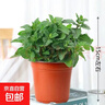 盆栽可食用新鮮薄荷葉盆栽清涼茶可做冷飲的香草室內好養植物 小盆薄荷(此選項不含盆) 含盆 曬單實(shí)拍圖