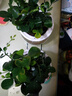 【帶盆高度15-20cm】水培驅蚊九里香七葉蓮盆栽室內好養驅蚊綠植 九里香+自動(dòng)吸水魚(yú)缸盆【2盆】 花盆口徑約為10cm 曬單實(shí)拍圖